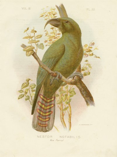 Kea, 1891 af Gracius Broinowski